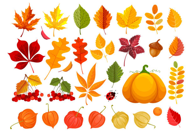 herfstmarkt